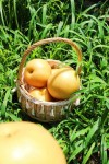Autumn Moon Pear
