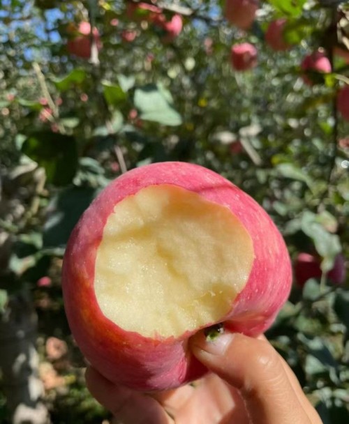 Red Fuji apple